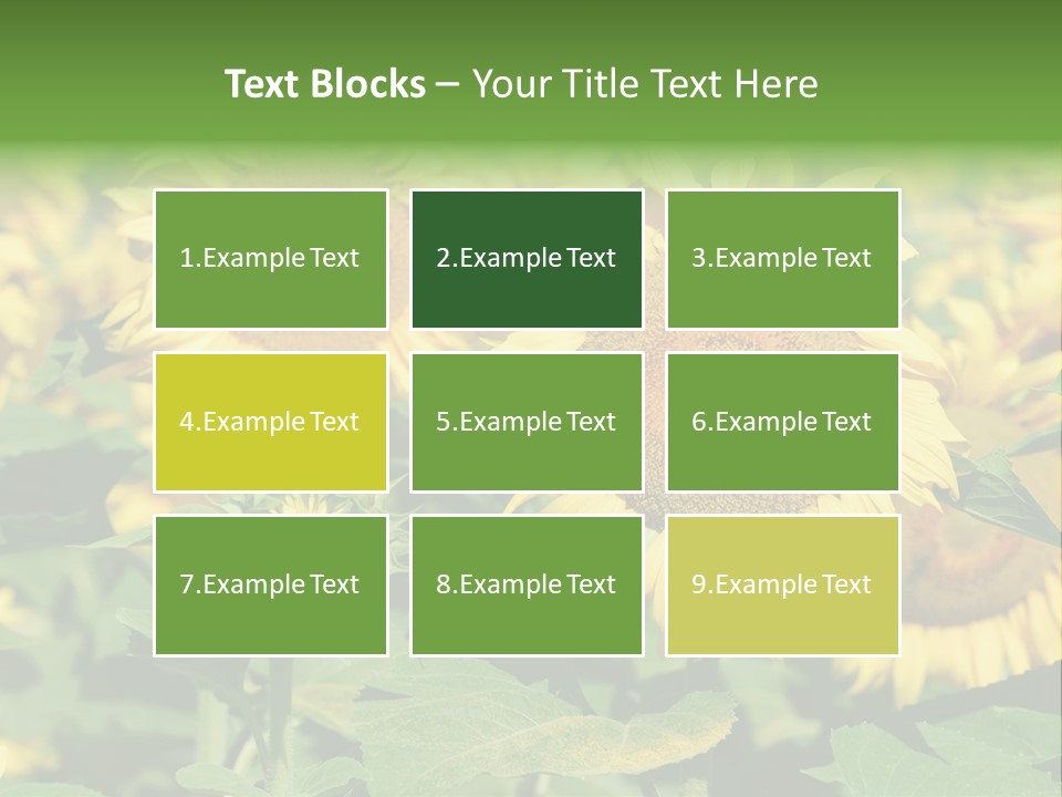 Open Sunflower Blossoms On A Field In The Sun PowerPoint Template