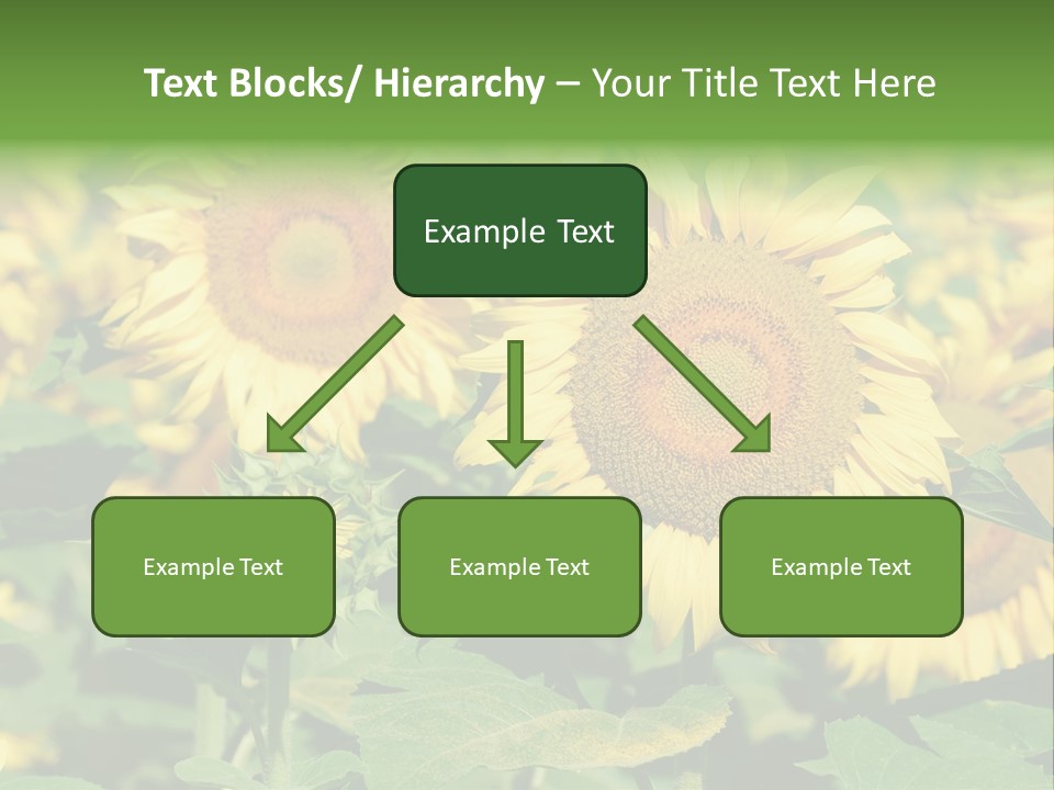 Open Sunflower Blossoms On A Field In The Sun PowerPoint Template