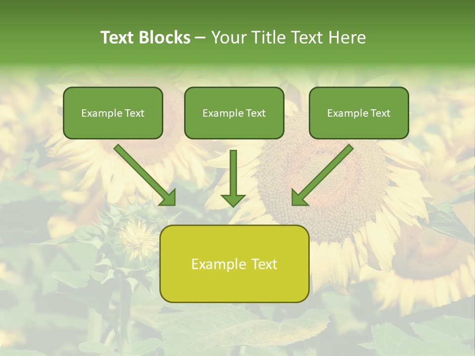 Open Sunflower Blossoms On A Field In The Sun PowerPoint Template