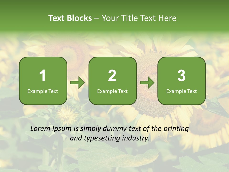 Open Sunflower Blossoms On A Field In The Sun PowerPoint Template
