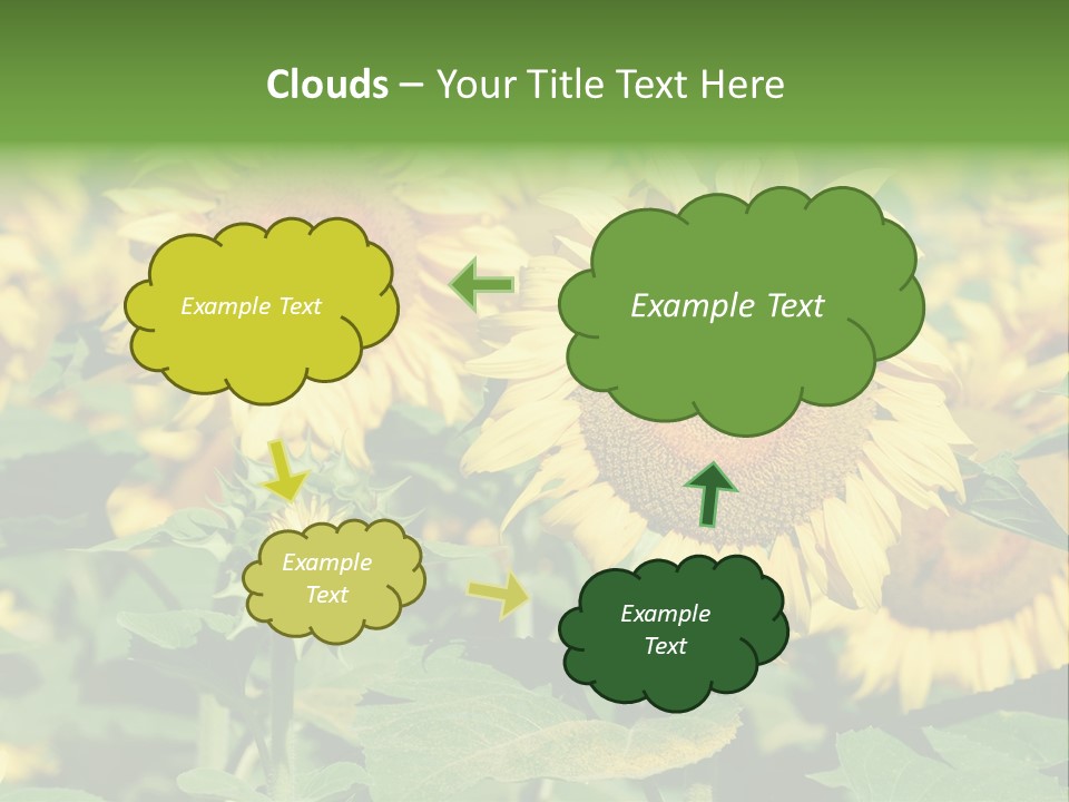 Open Sunflower Blossoms On A Field In The Sun PowerPoint Template