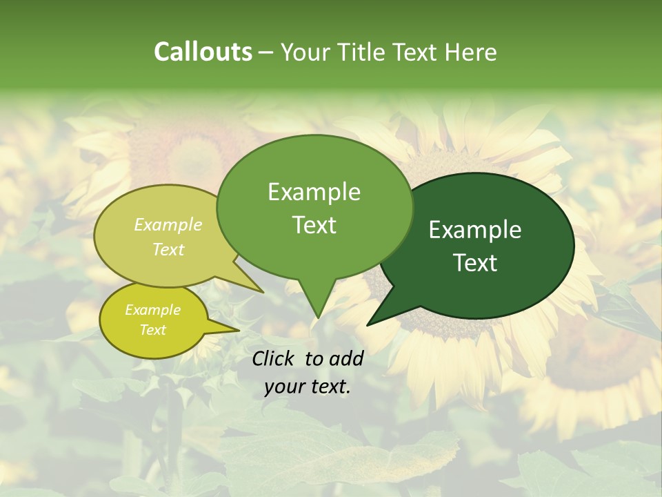 Open Sunflower Blossoms On A Field In The Sun PowerPoint Template
