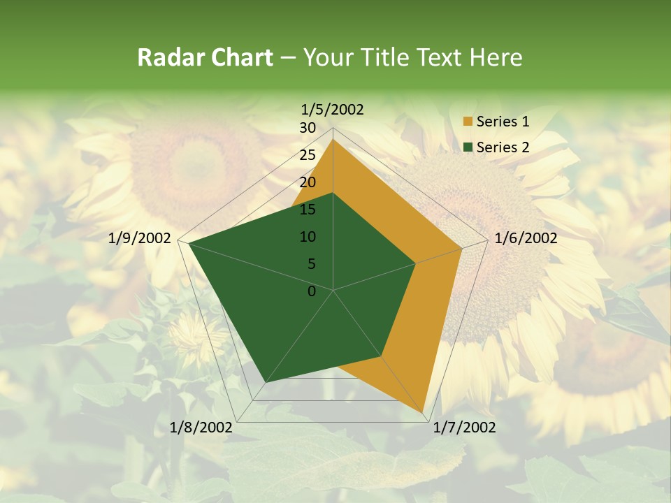 Open Sunflower Blossoms On A Field In The Sun PowerPoint Template