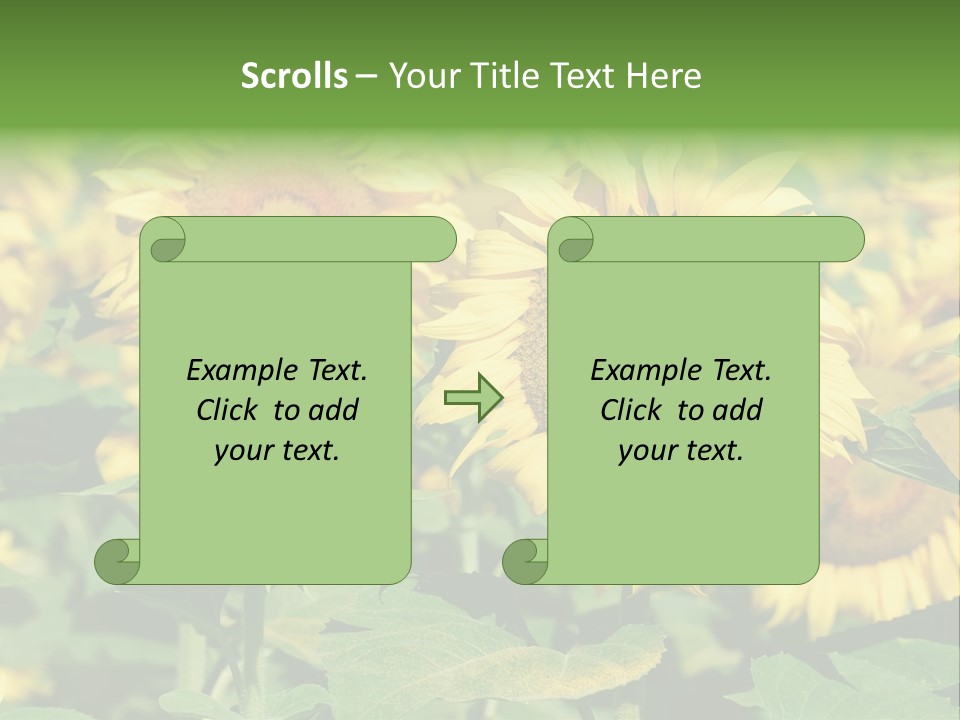 Open Sunflower Blossoms On A Field In The Sun PowerPoint Template