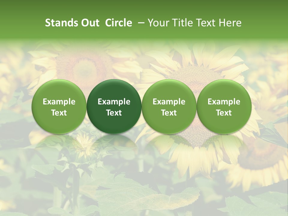 Open Sunflower Blossoms On A Field In The Sun PowerPoint Template