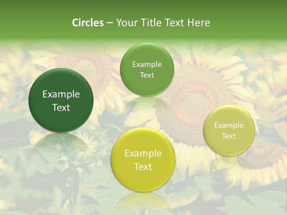 Open Sunflower Blossoms On A Field In The Sun PowerPoint Template