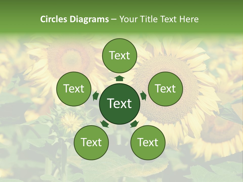 Open Sunflower Blossoms On A Field In The Sun PowerPoint Template