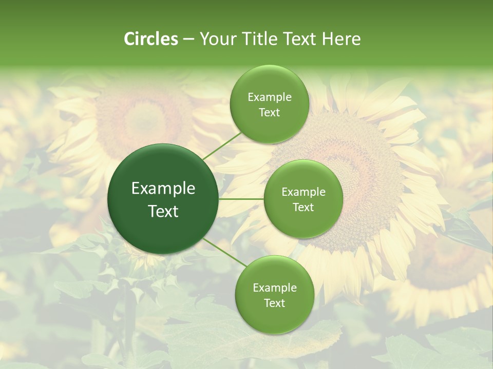 Open Sunflower Blossoms On A Field In The Sun PowerPoint Template