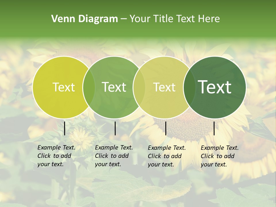 Open Sunflower Blossoms On A Field In The Sun PowerPoint Template