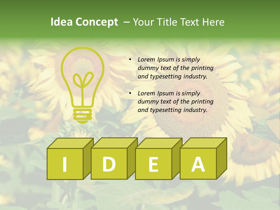 Open Sunflower Blossoms On A Field In The Sun PowerPoint Template