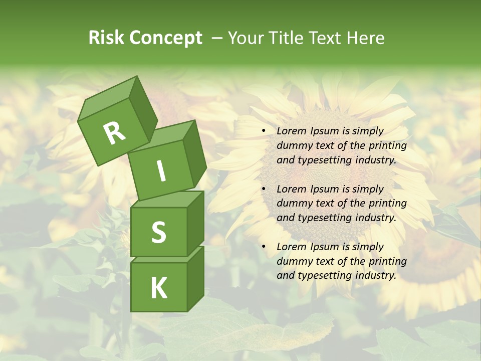 Open Sunflower Blossoms On A Field In The Sun PowerPoint Template