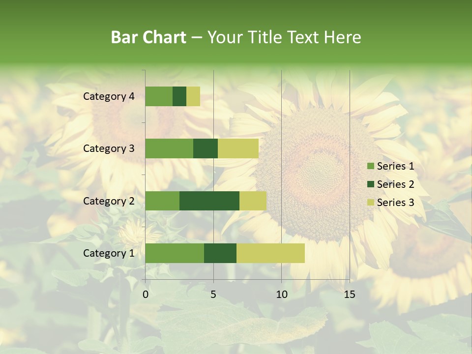 Open Sunflower Blossoms On A Field In The Sun PowerPoint Template
