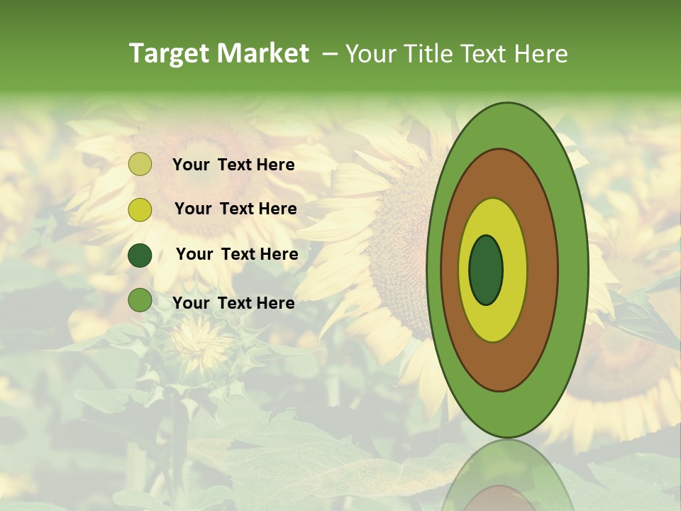 Open Sunflower Blossoms On A Field In The Sun PowerPoint Template
