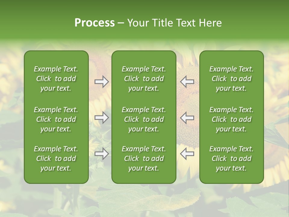 Open Sunflower Blossoms On A Field In The Sun PowerPoint Template