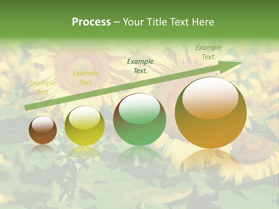 Open Sunflower Blossoms On A Field In The Sun PowerPoint Template