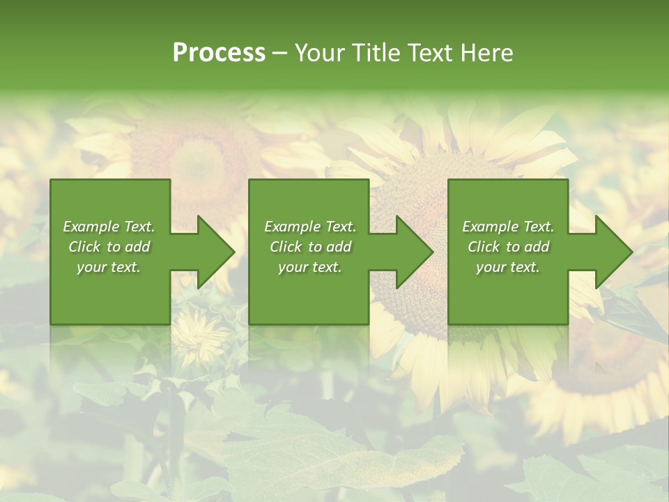 Open Sunflower Blossoms On A Field In The Sun PowerPoint Template