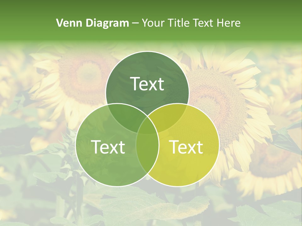 Open Sunflower Blossoms On A Field In The Sun PowerPoint Template