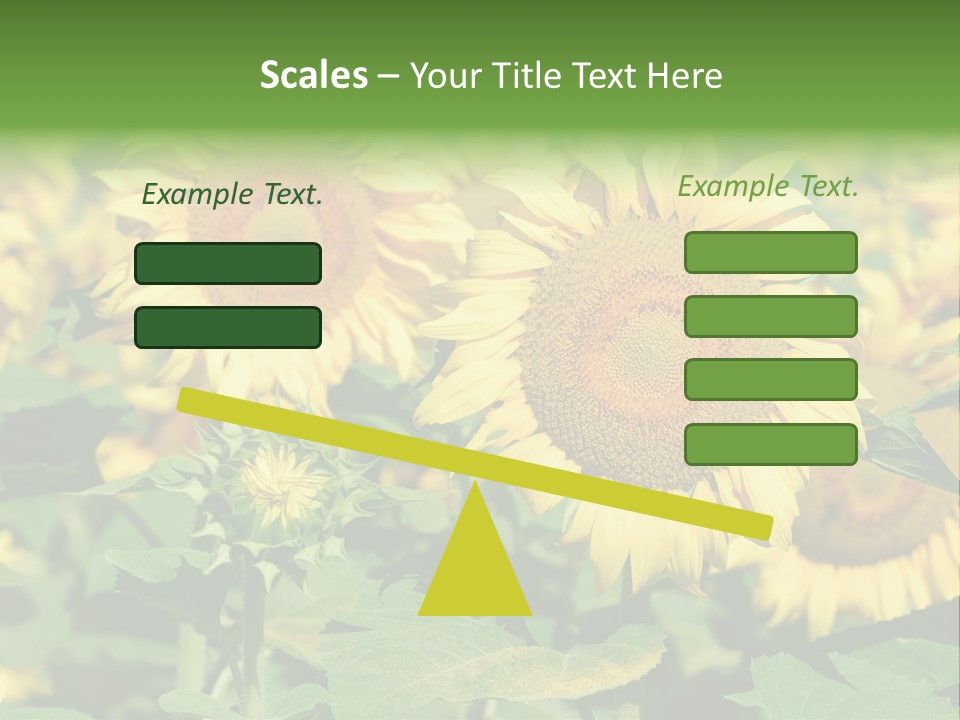 Open Sunflower Blossoms On A Field In The Sun PowerPoint Template