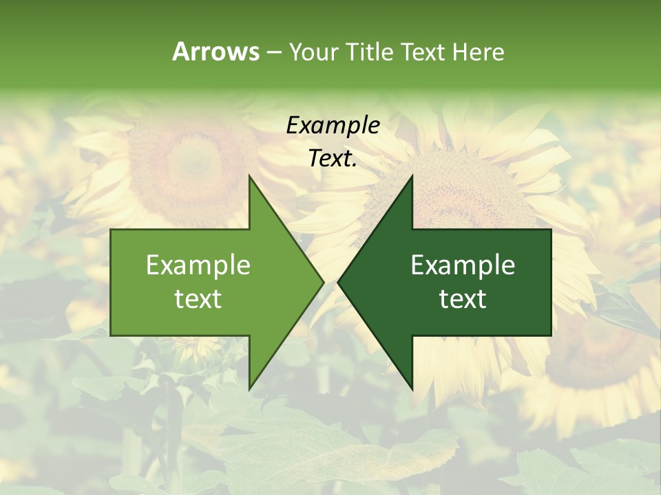 Open Sunflower Blossoms On A Field In The Sun PowerPoint Template