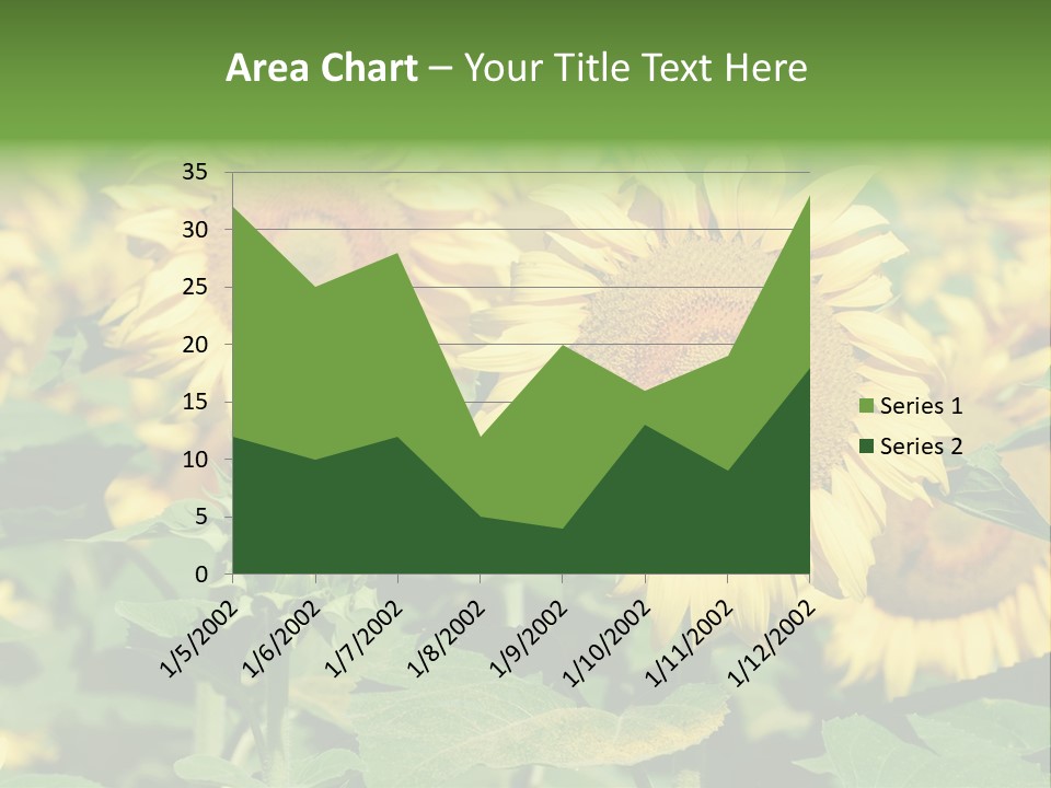 Open Sunflower Blossoms On A Field In The Sun PowerPoint Template