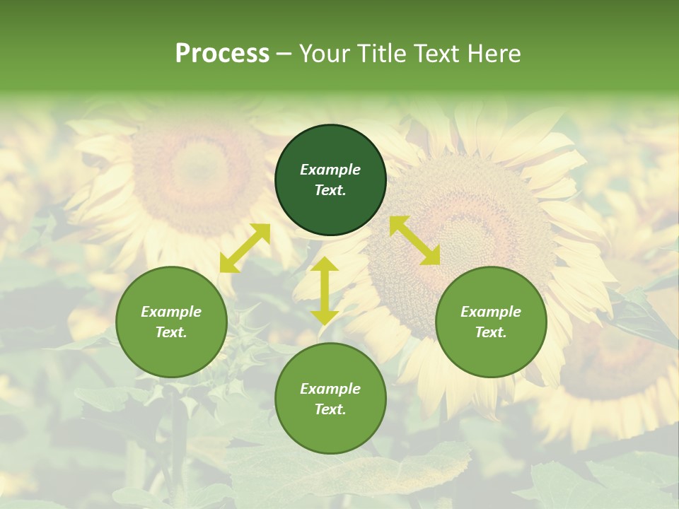 Open Sunflower Blossoms On A Field In The Sun PowerPoint Template