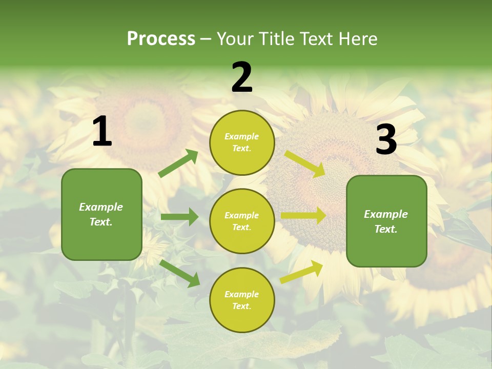 Open Sunflower Blossoms On A Field In The Sun PowerPoint Template