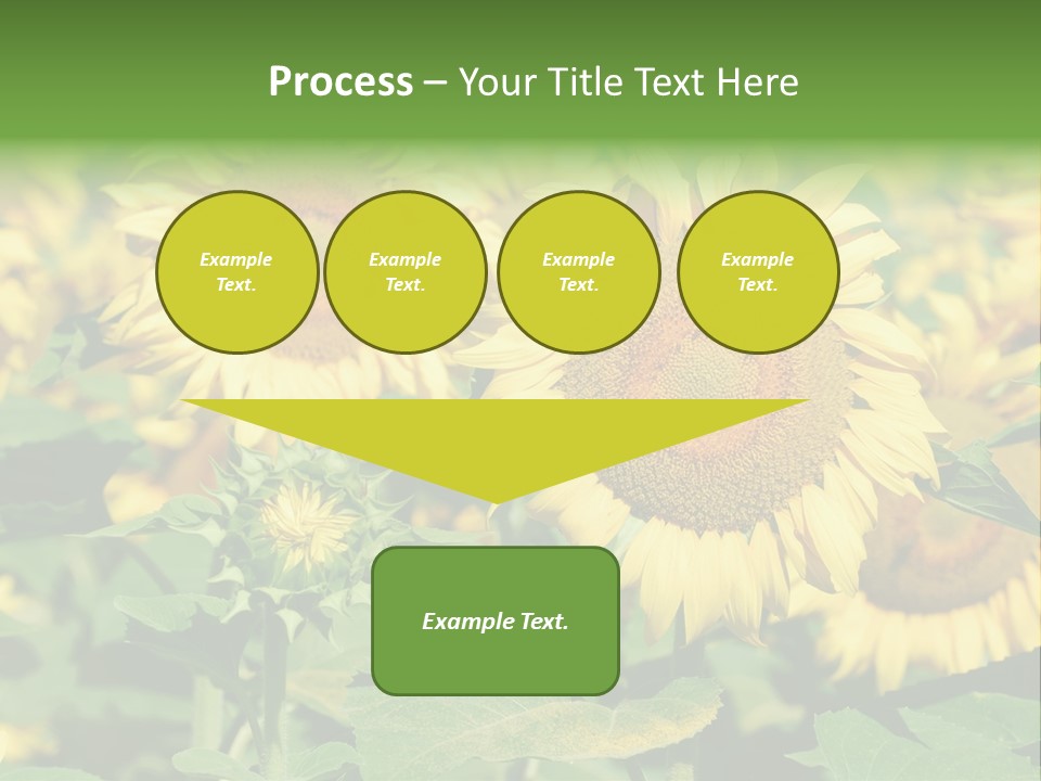 Open Sunflower Blossoms On A Field In The Sun PowerPoint Template