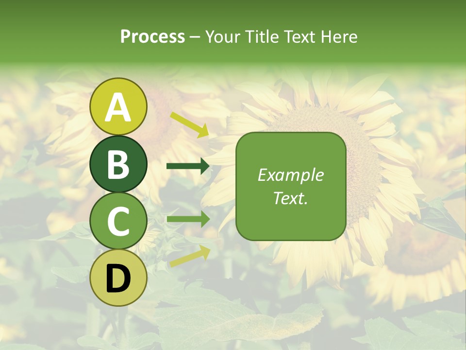 Open Sunflower Blossoms On A Field In The Sun PowerPoint Template
