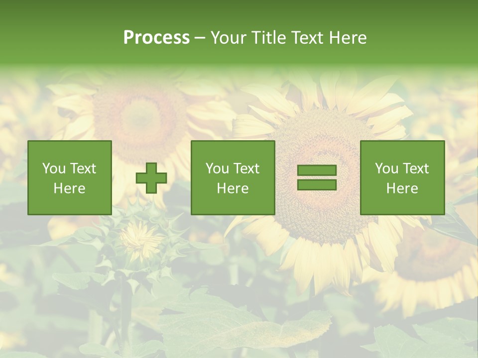 Open Sunflower Blossoms On A Field In The Sun PowerPoint Template