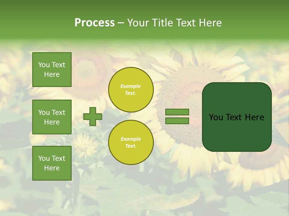 Open Sunflower Blossoms On A Field In The Sun PowerPoint Template