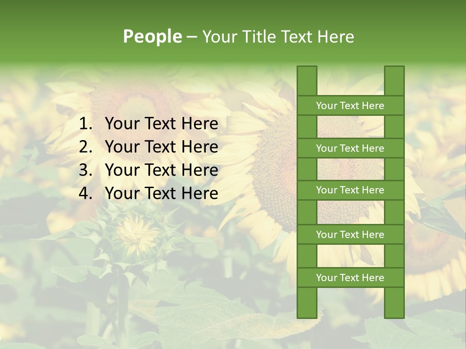 Open Sunflower Blossoms On A Field In The Sun PowerPoint Template