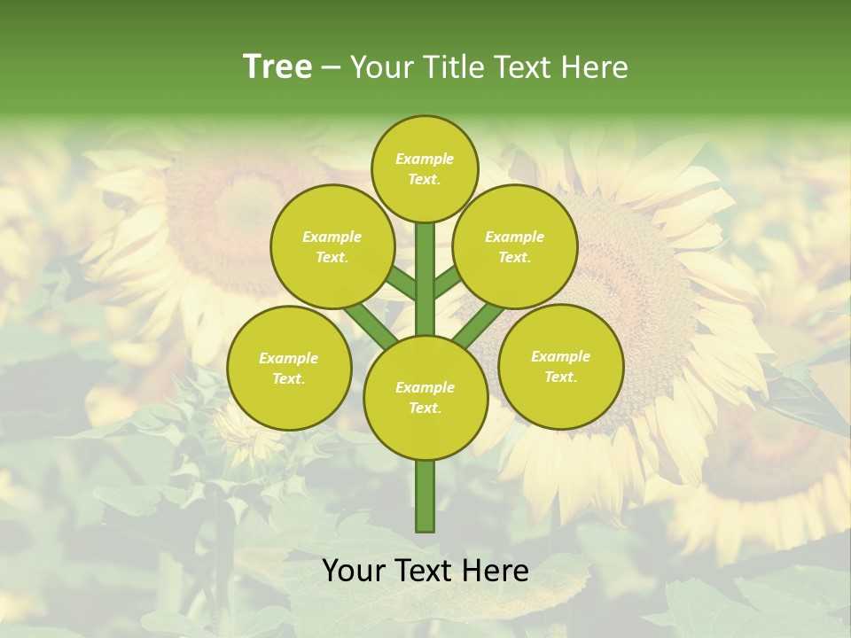 Open Sunflower Blossoms On A Field In The Sun PowerPoint Template