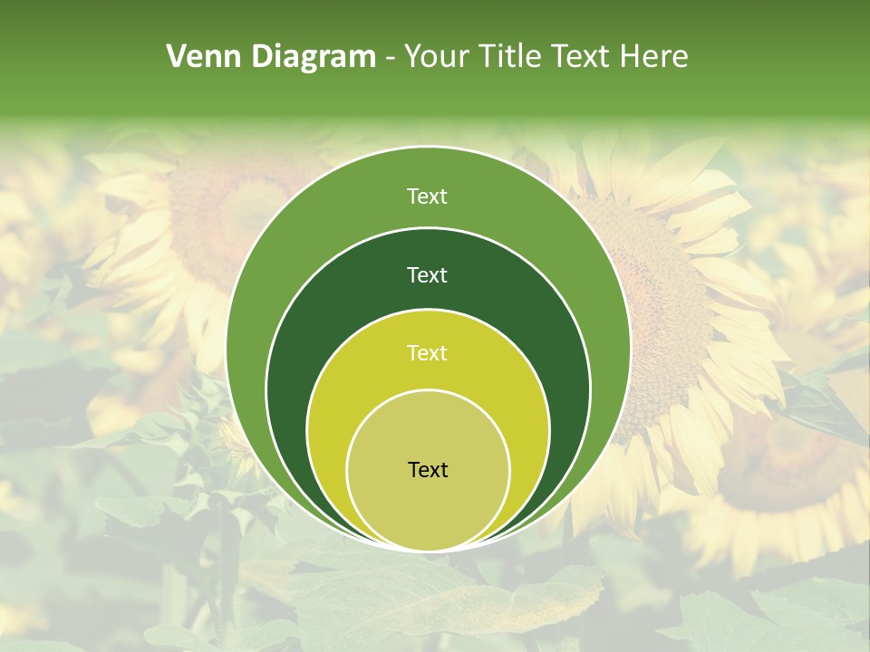 Open Sunflower Blossoms On A Field In The Sun PowerPoint Template