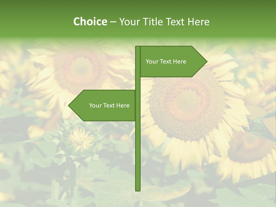 Open Sunflower Blossoms On A Field In The Sun PowerPoint Template