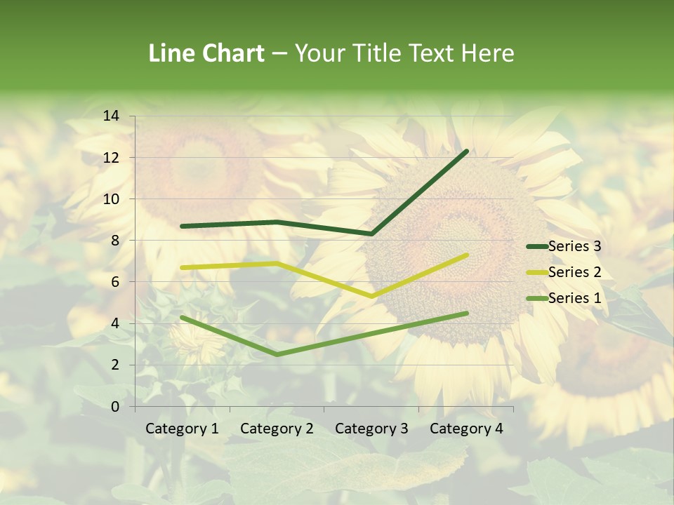 Open Sunflower Blossoms On A Field In The Sun PowerPoint Template