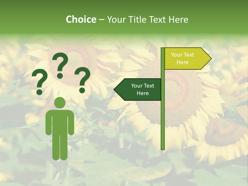 Open Sunflower Blossoms On A Field In The Sun PowerPoint Template