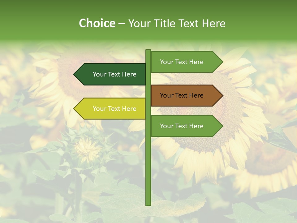 Open Sunflower Blossoms On A Field In The Sun PowerPoint Template