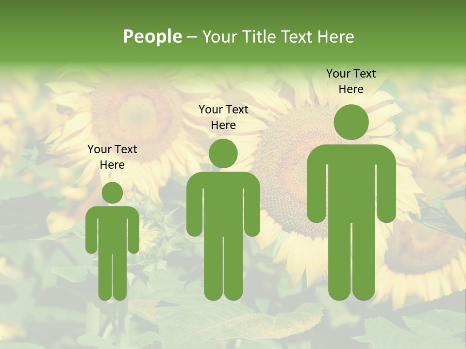 Open Sunflower Blossoms On A Field In The Sun PowerPoint Template