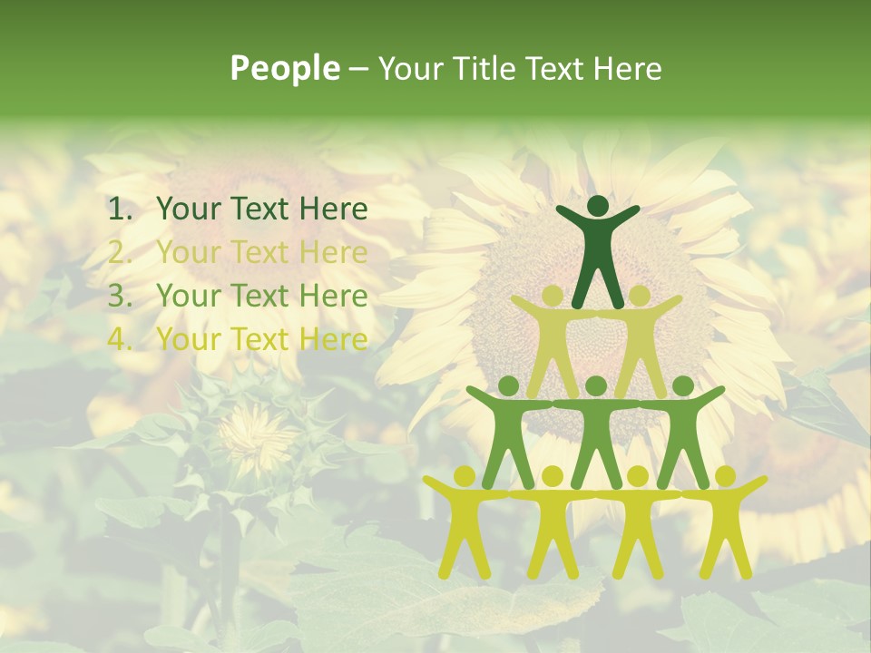 Open Sunflower Blossoms On A Field In The Sun PowerPoint Template