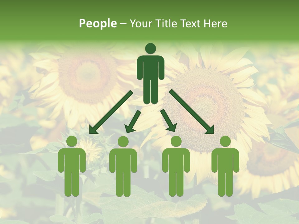 Open Sunflower Blossoms On A Field In The Sun PowerPoint Template