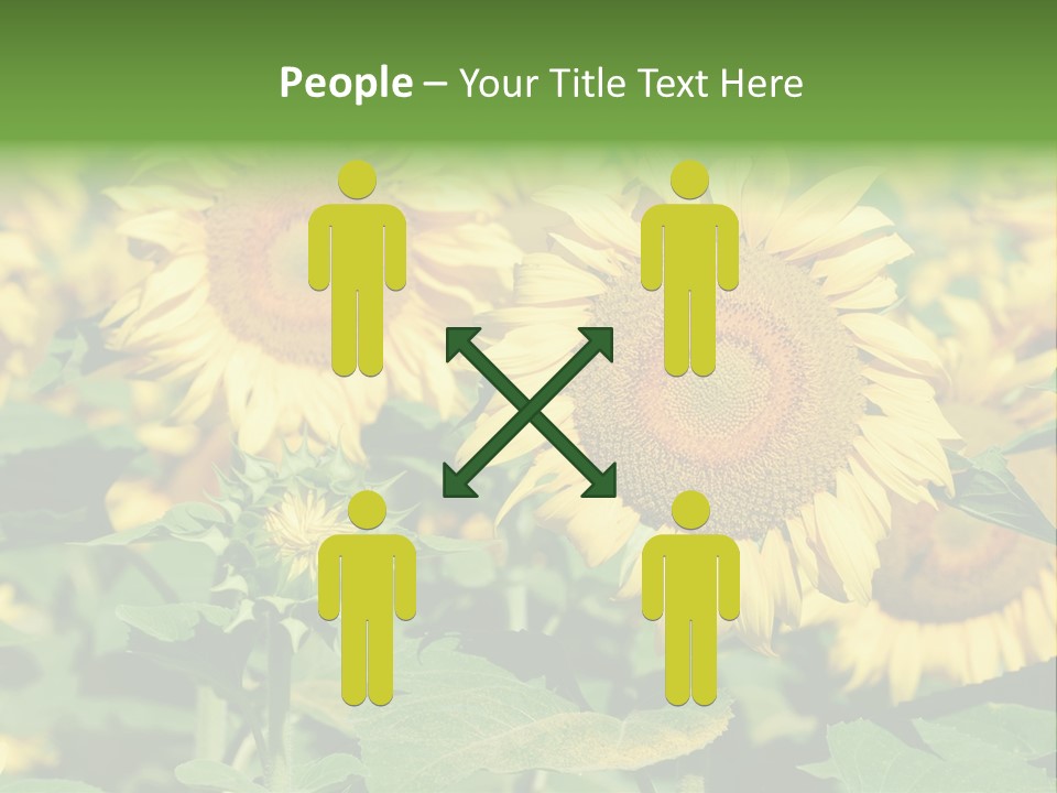 Open Sunflower Blossoms On A Field In The Sun PowerPoint Template