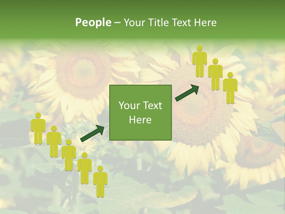 Open Sunflower Blossoms On A Field In The Sun PowerPoint Template