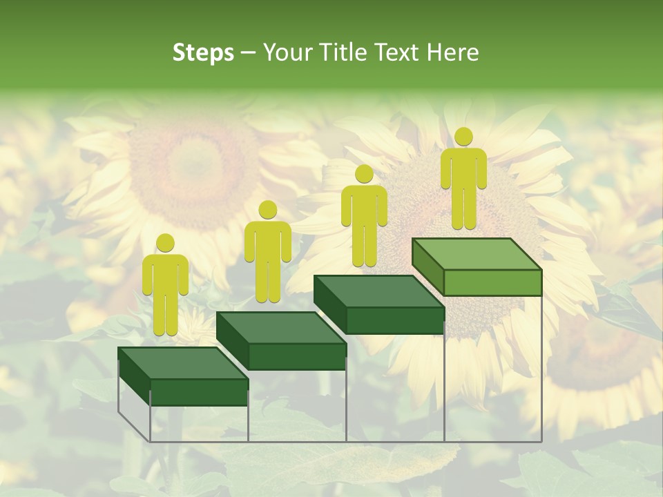 Open Sunflower Blossoms On A Field In The Sun PowerPoint Template