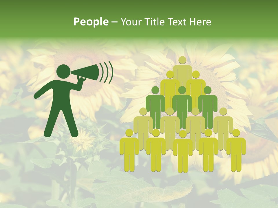 Open Sunflower Blossoms On A Field In The Sun PowerPoint Template