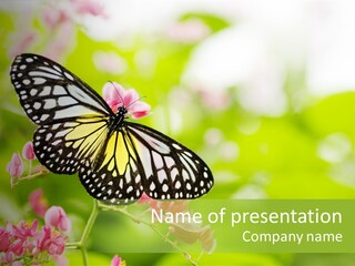 Butterfly On A Flower PowerPoint Template