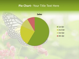 Butterfly On A Flower PowerPoint Template