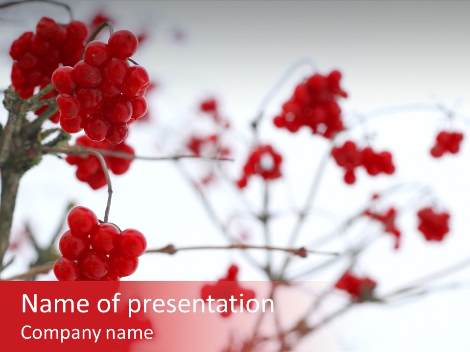 Close-Up Of Red Viburnum Berries Covered With Snow PowerPoint Template