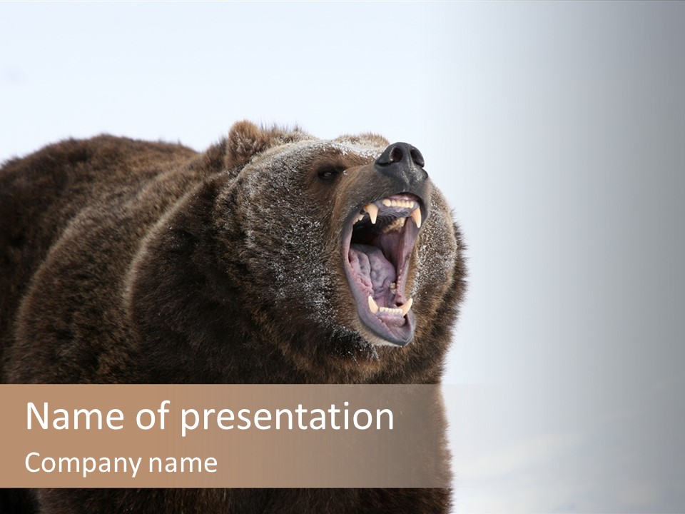 Grizzly Bear Growling Against Snow Background PowerPoint Template
