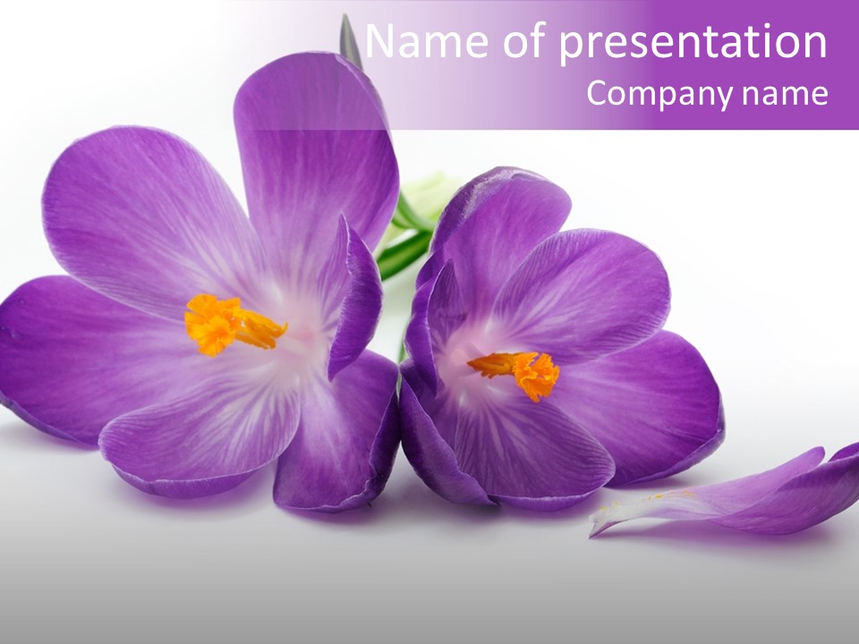 A Group Of Purple Flowers Sitting On Top Of A White Table PowerPoint Template