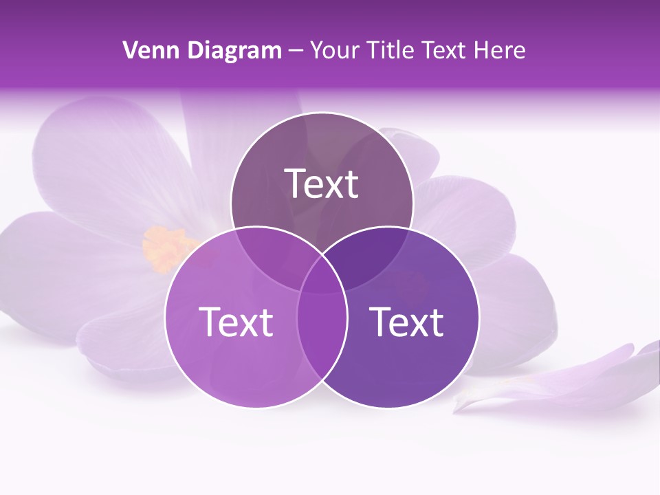 A Group Of Purple Flowers Sitting On Top Of A White Table PowerPoint Template